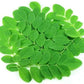 Moringa and Irish seamoss capsules 60